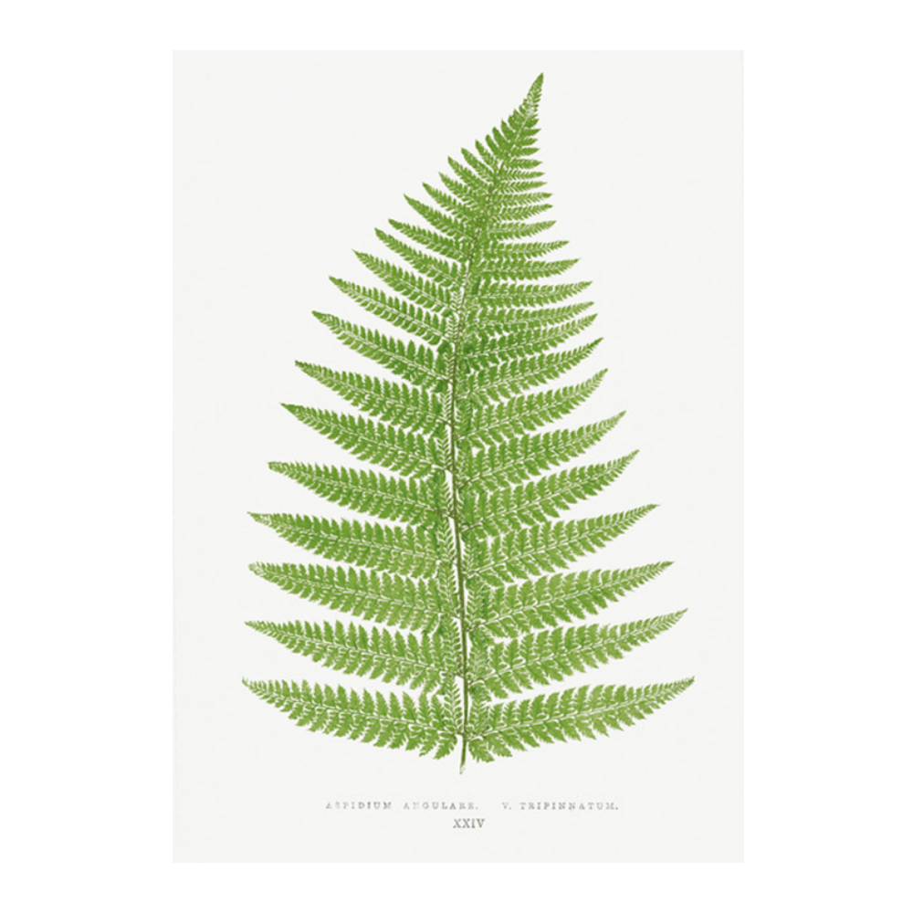 Aspidium Angulare V Tripinnatum Fern