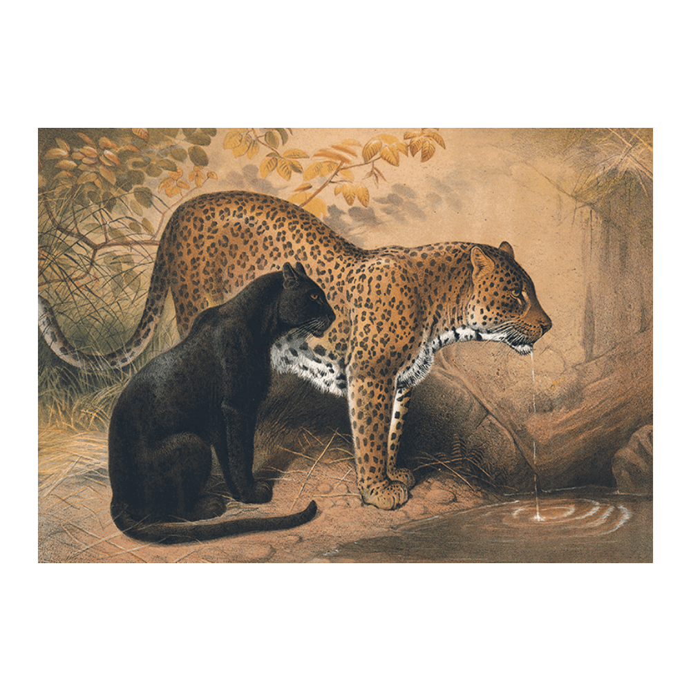 ‍The Leopard (100% off)
