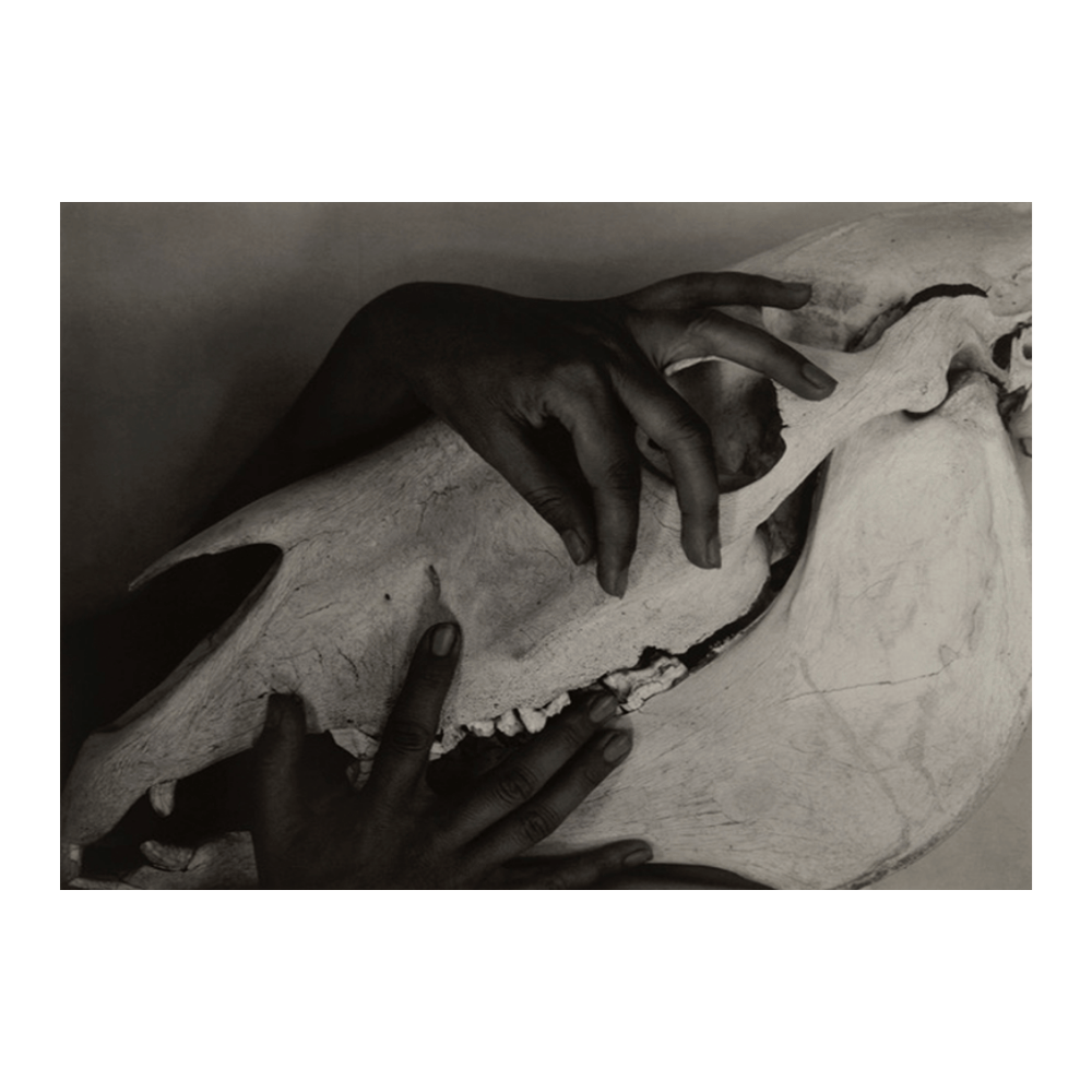 Alfred Stieglitz: "Georgia O'Keeffe - Hands and Horse Skull" (1931)