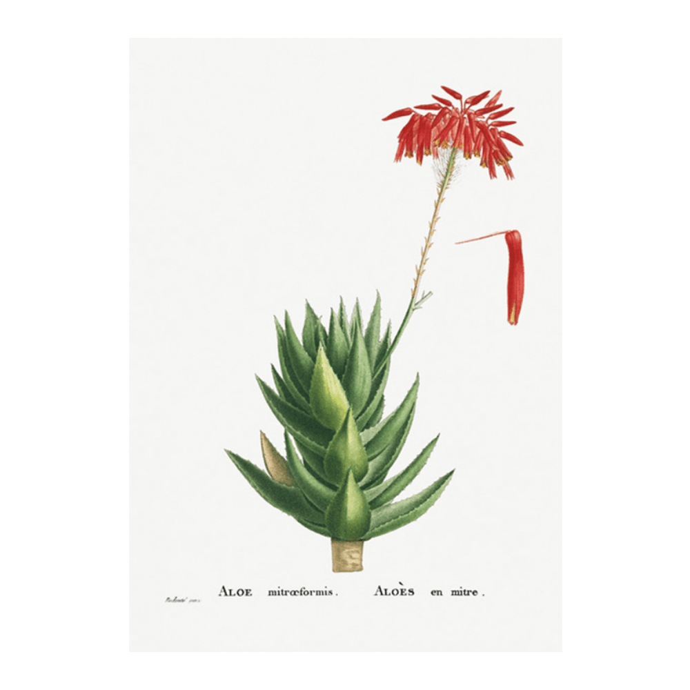 Aloe Mitroeformis (Mitre Aloe)