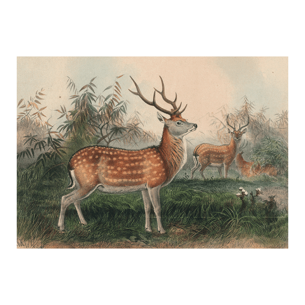 The Japanese Deer