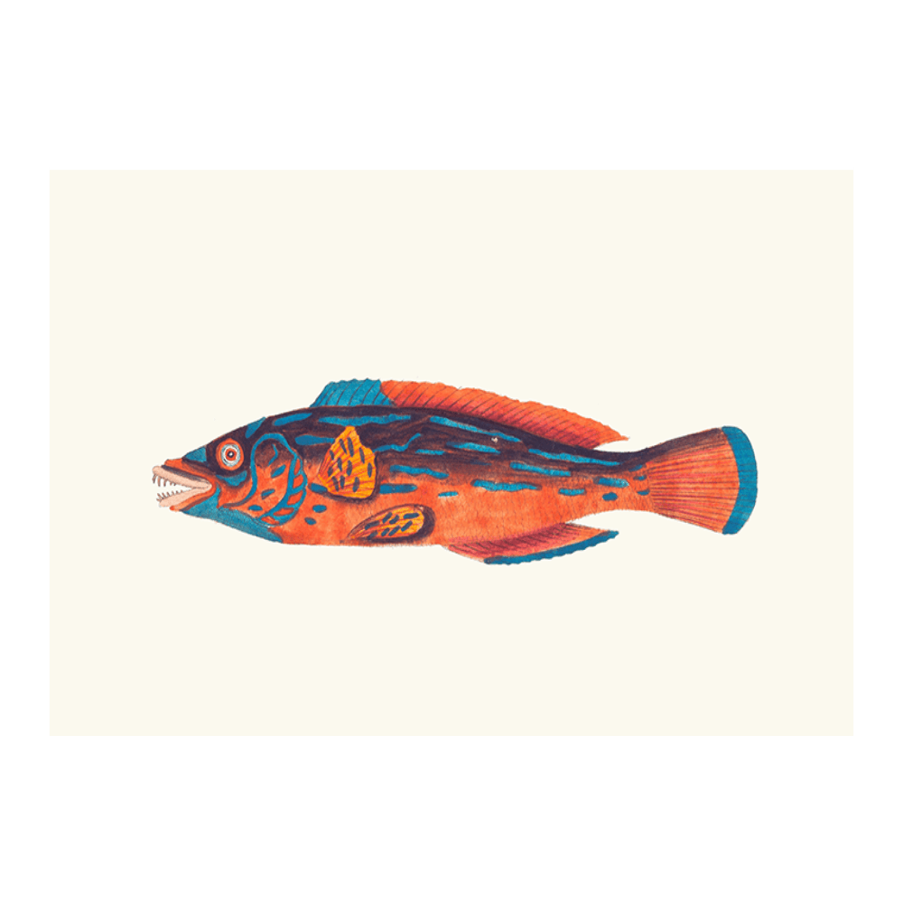 The Beautiful Sparus