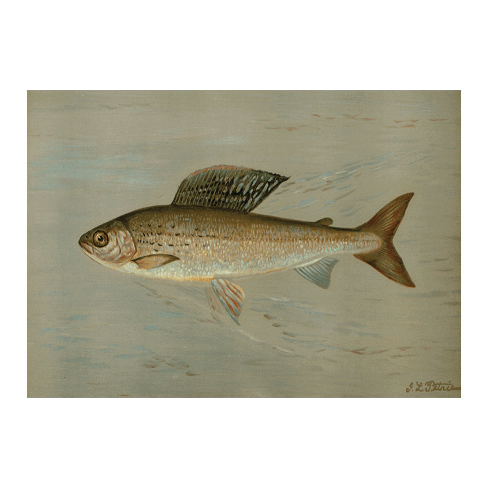 The Michigan Grayling