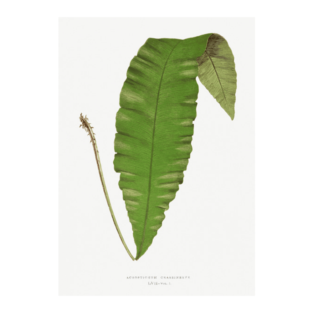 Acrostichum Crassinerve Fern