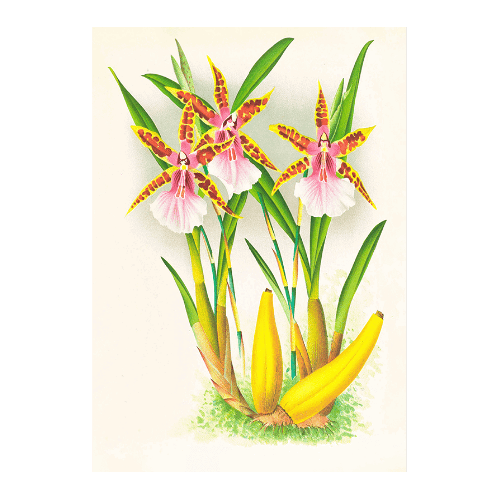 Miltonia Blunti