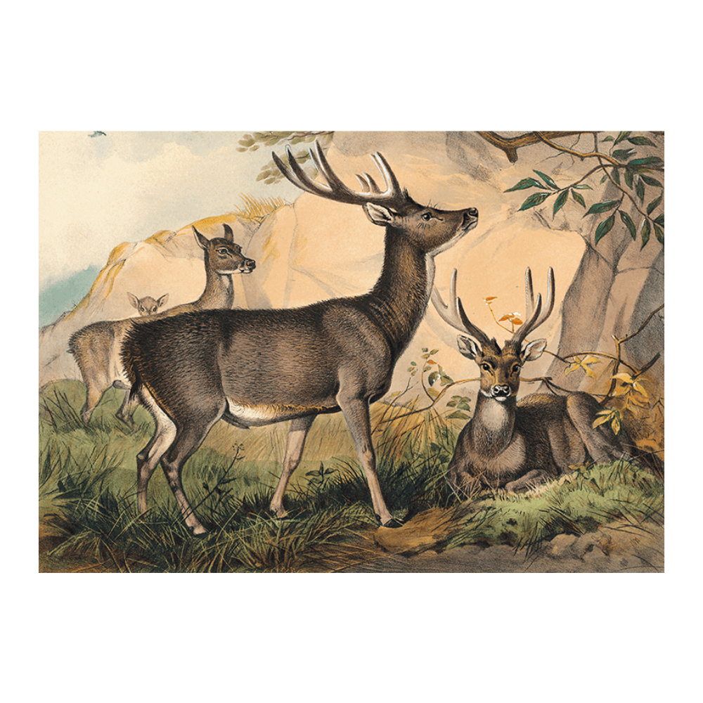 The Rusa Deer