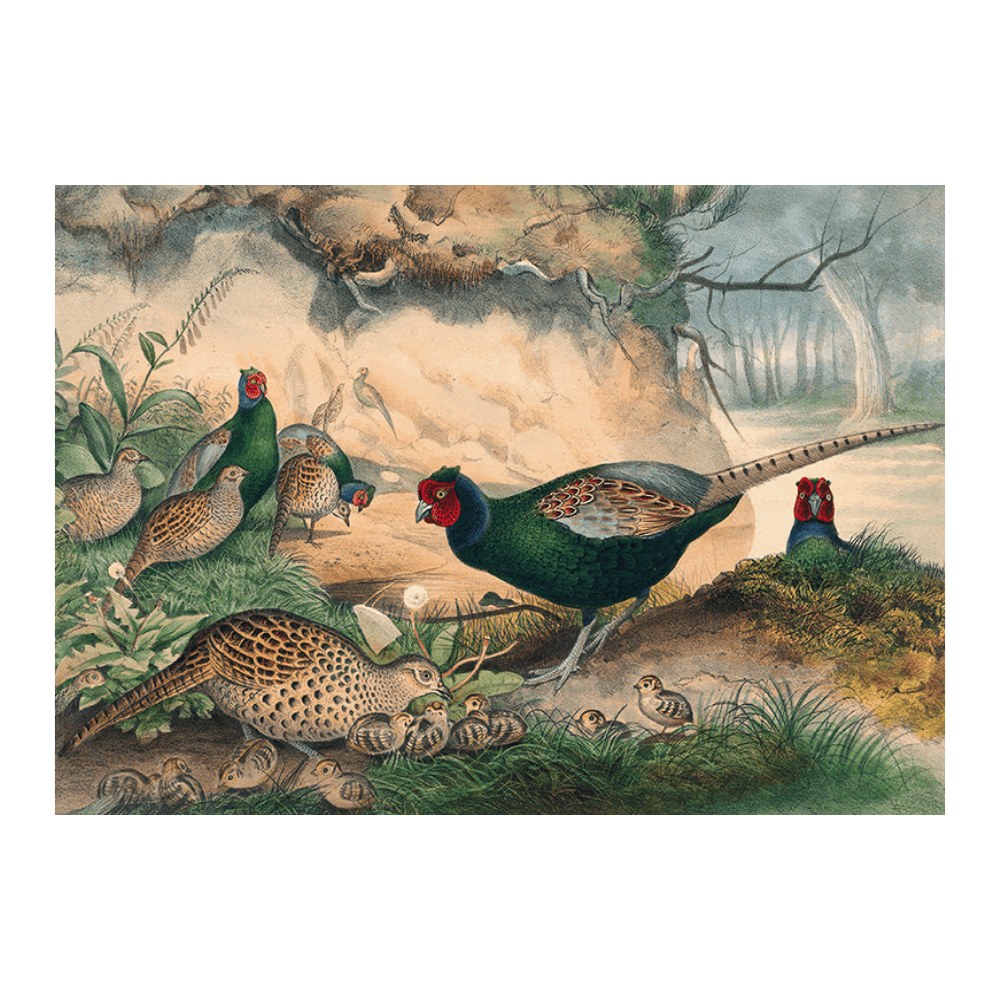 The Japan Pheasant