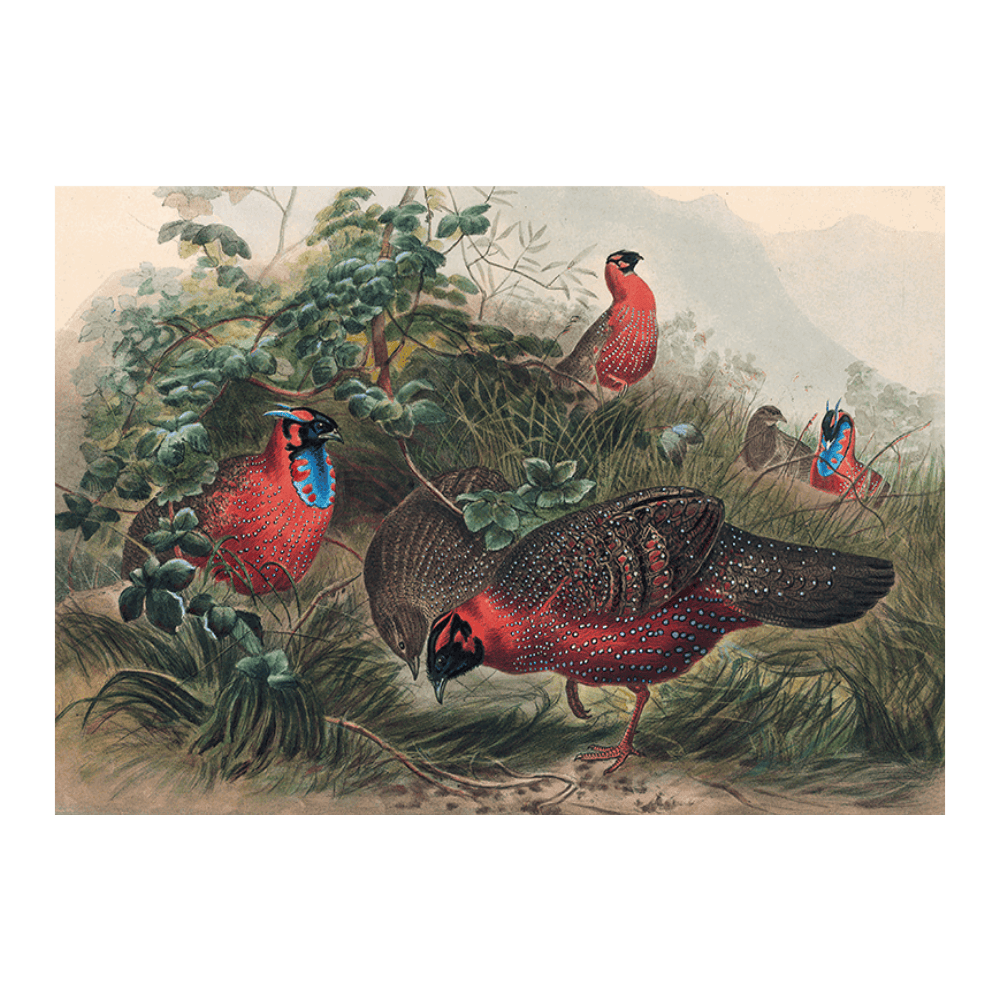 The Horned Tragopan