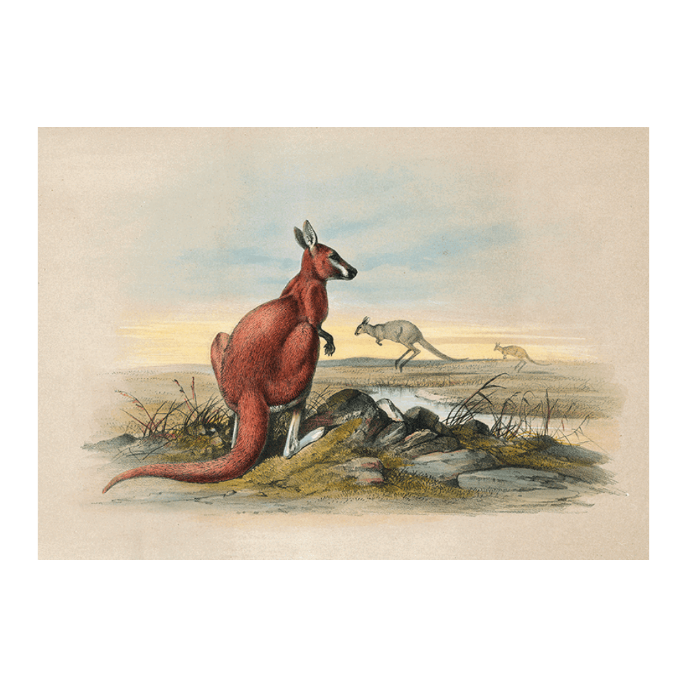 The Red Kangaroo