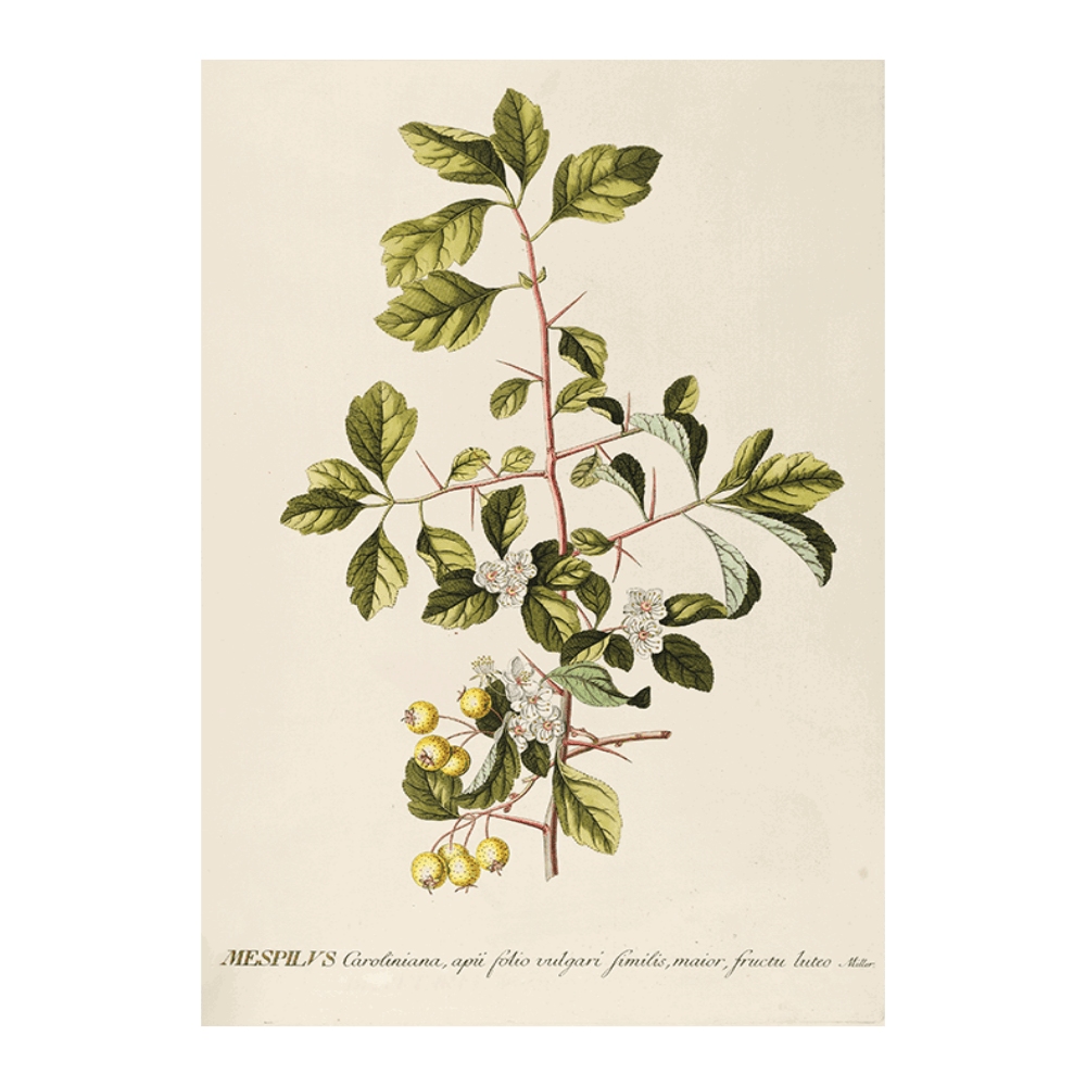 Mespilus