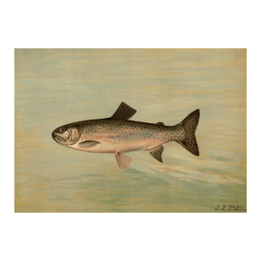 The Kern River Trout