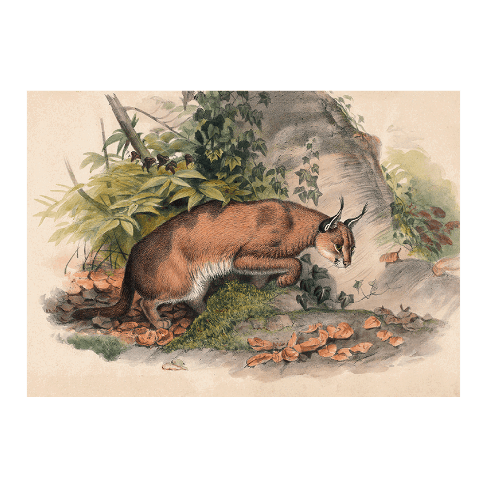 The Red Caracal