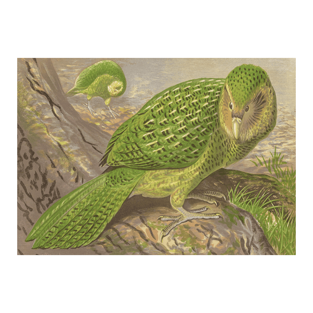 New Zealand Owl-Parrot