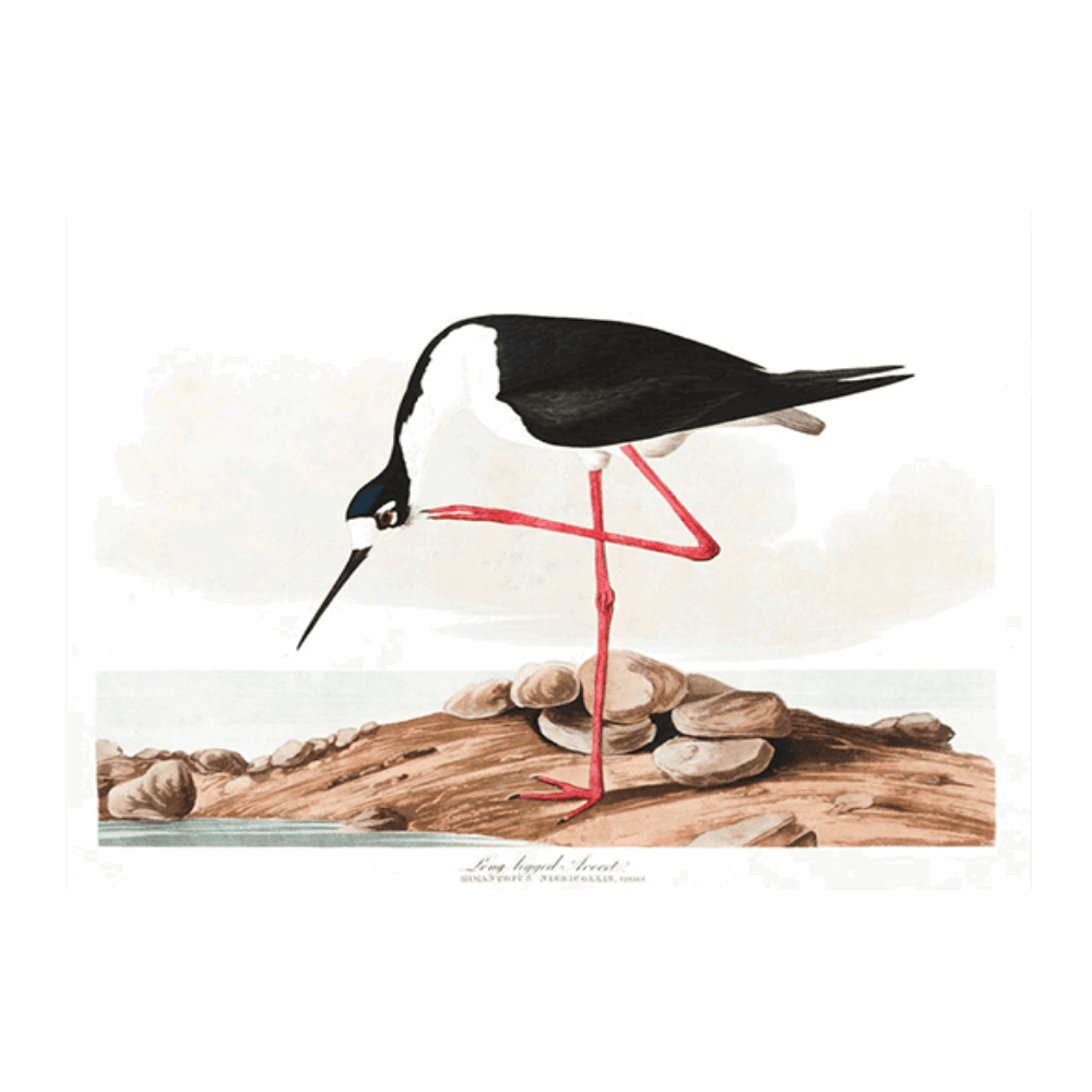 Aududon Long Legged Avocet