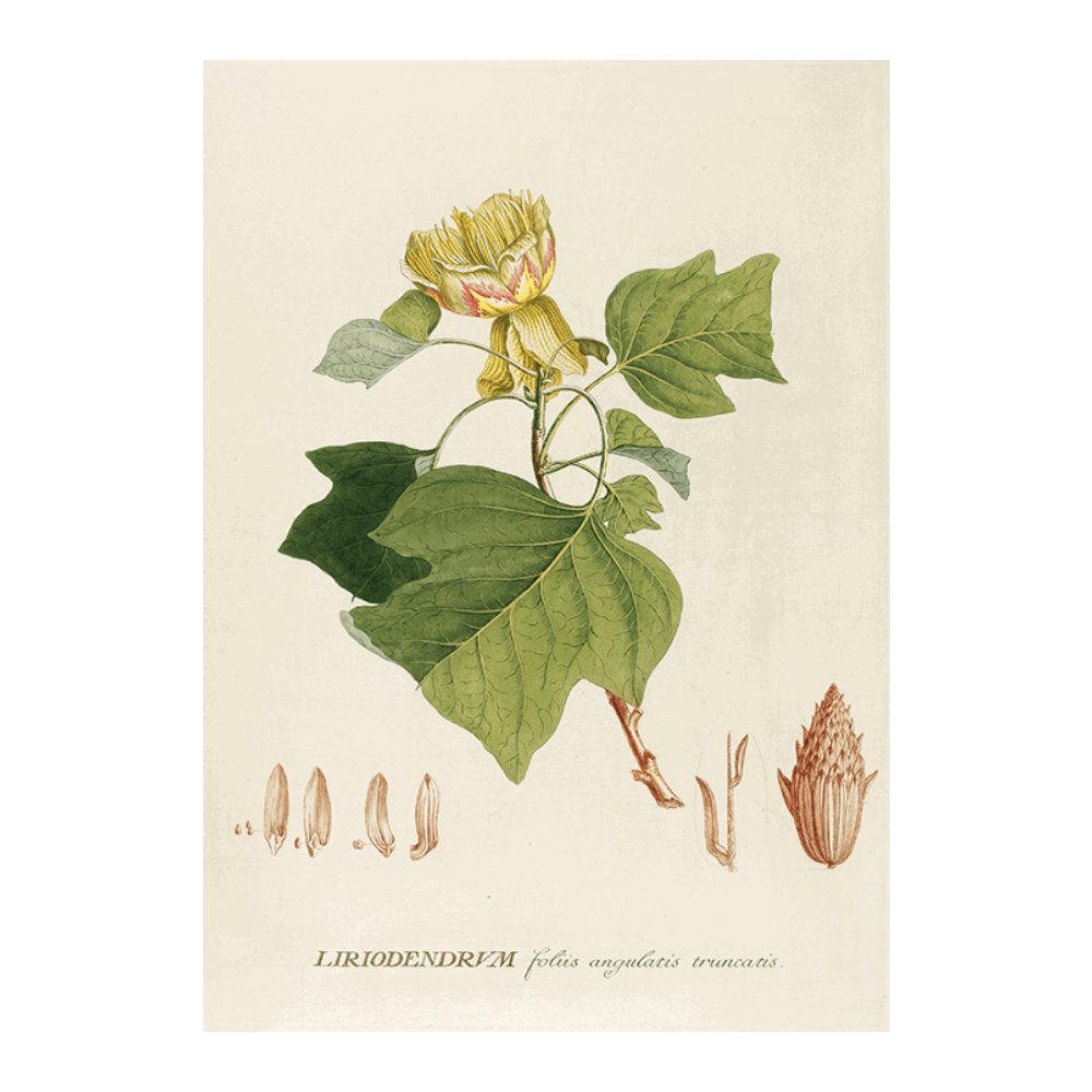 Liriodendrum