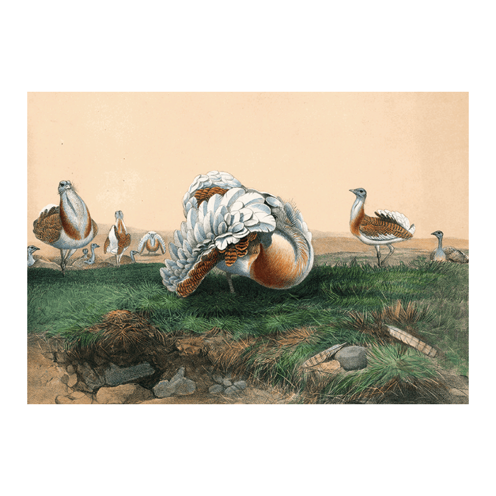 The Great Bustard