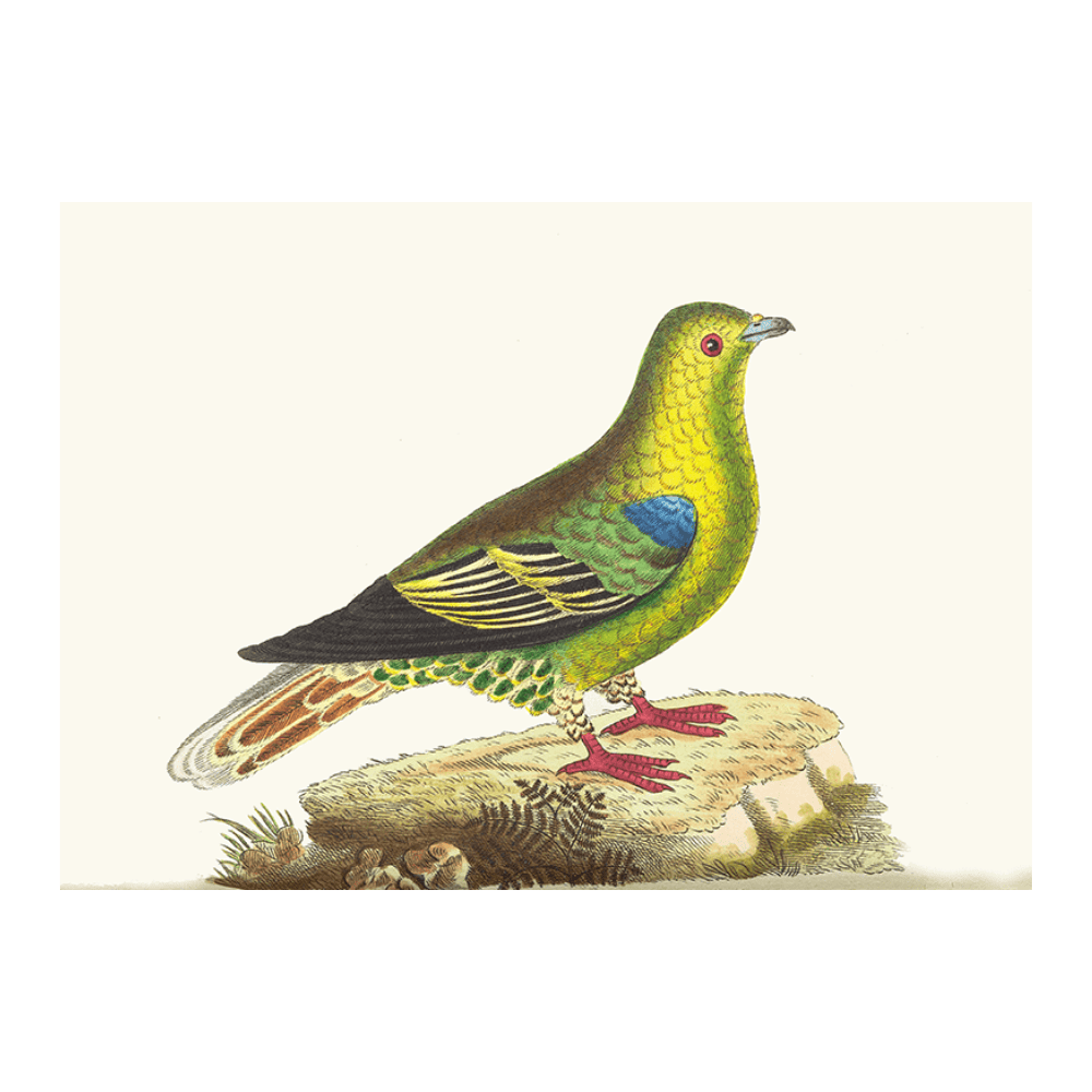 Madagascar Pigeon