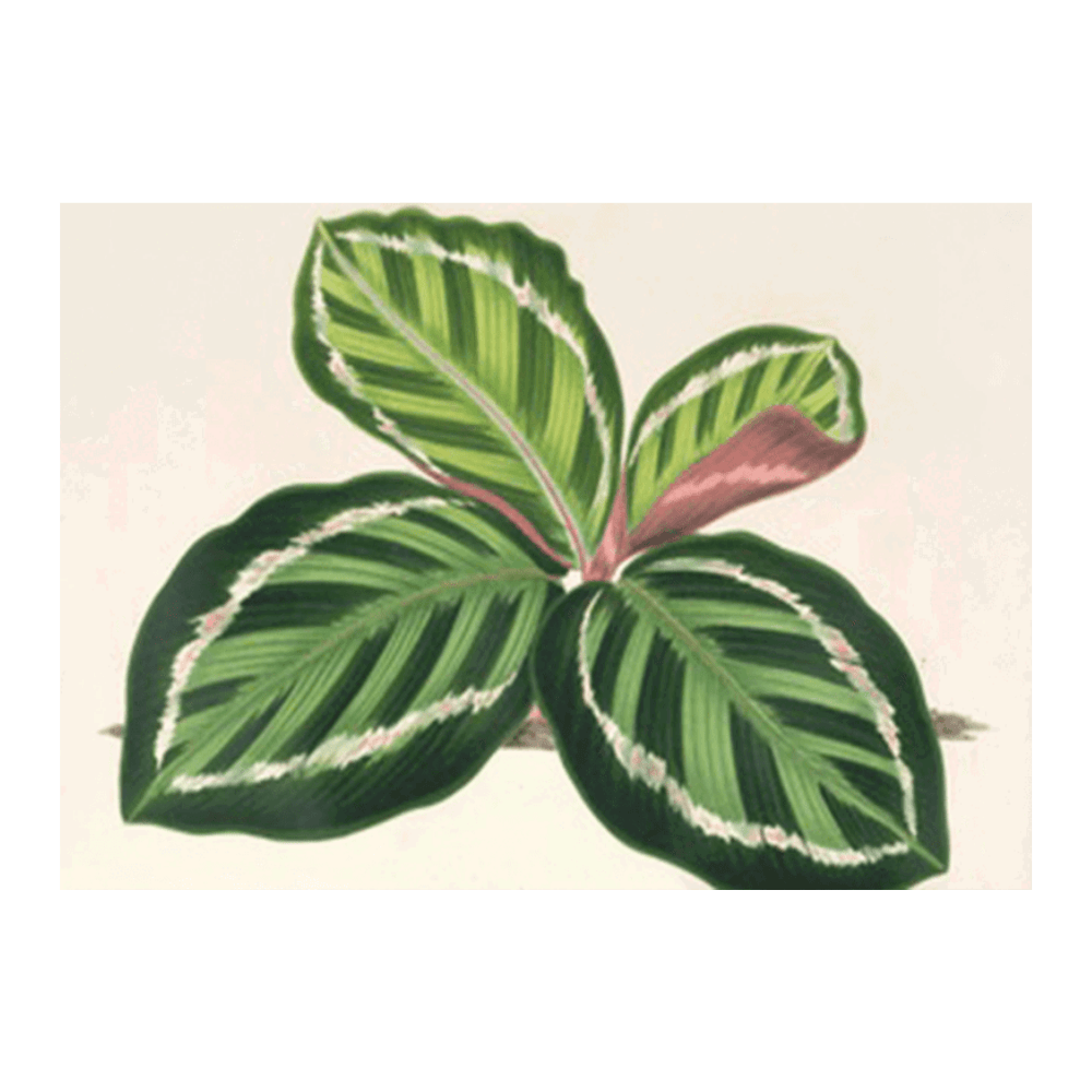 Maranta illustris (1854-1896)