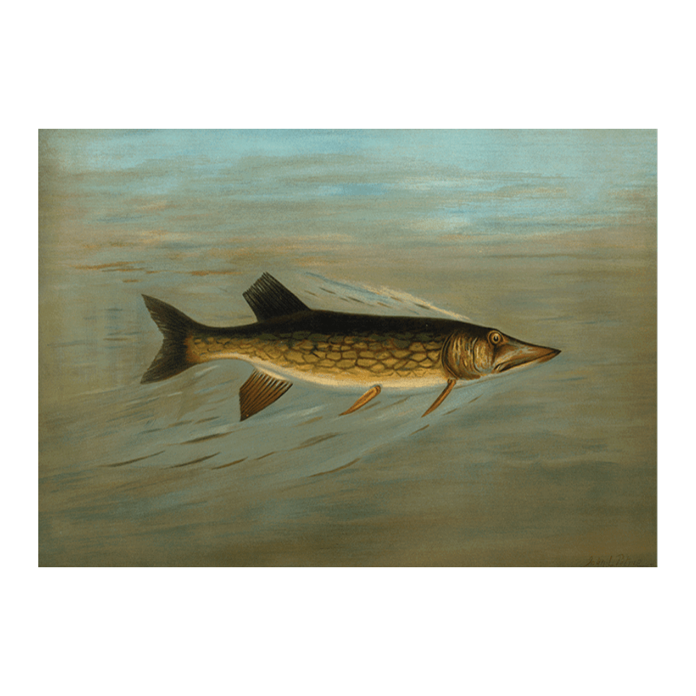 The Fresh Water Drum