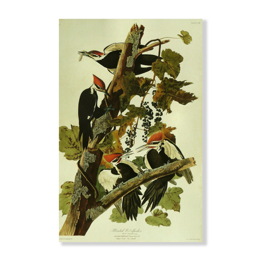 Audubon Pileated Woodpecker