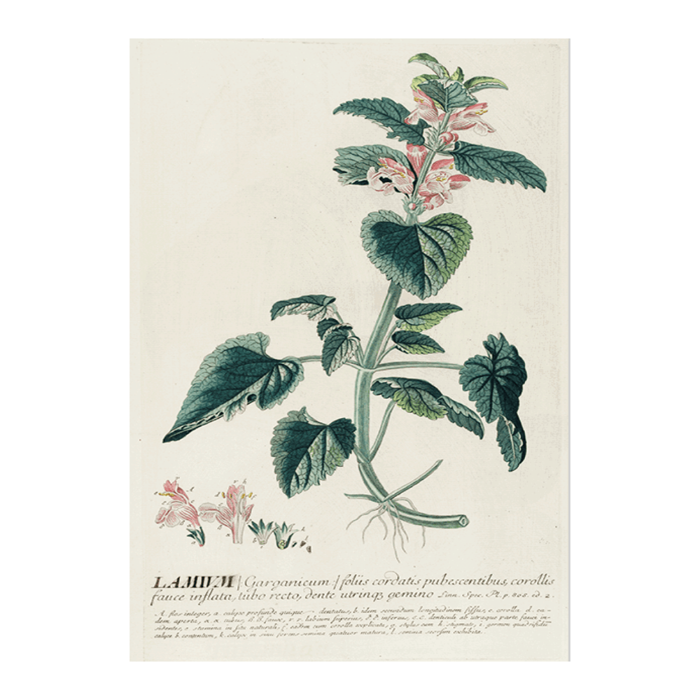Lamium