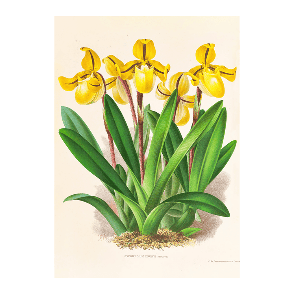 Cypripedium Druryi