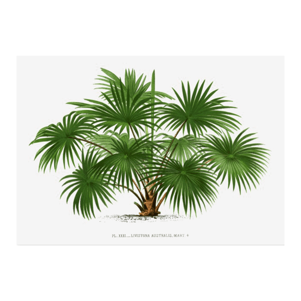 Les Palmiers Histoire XXXI