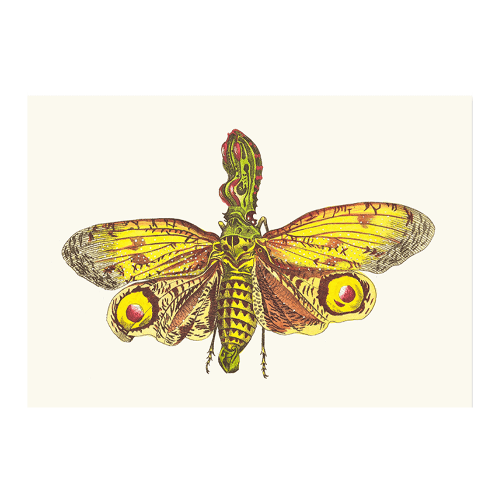 The Great Lanthorn-Fly
