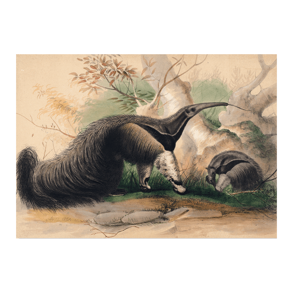 The Great Anteater