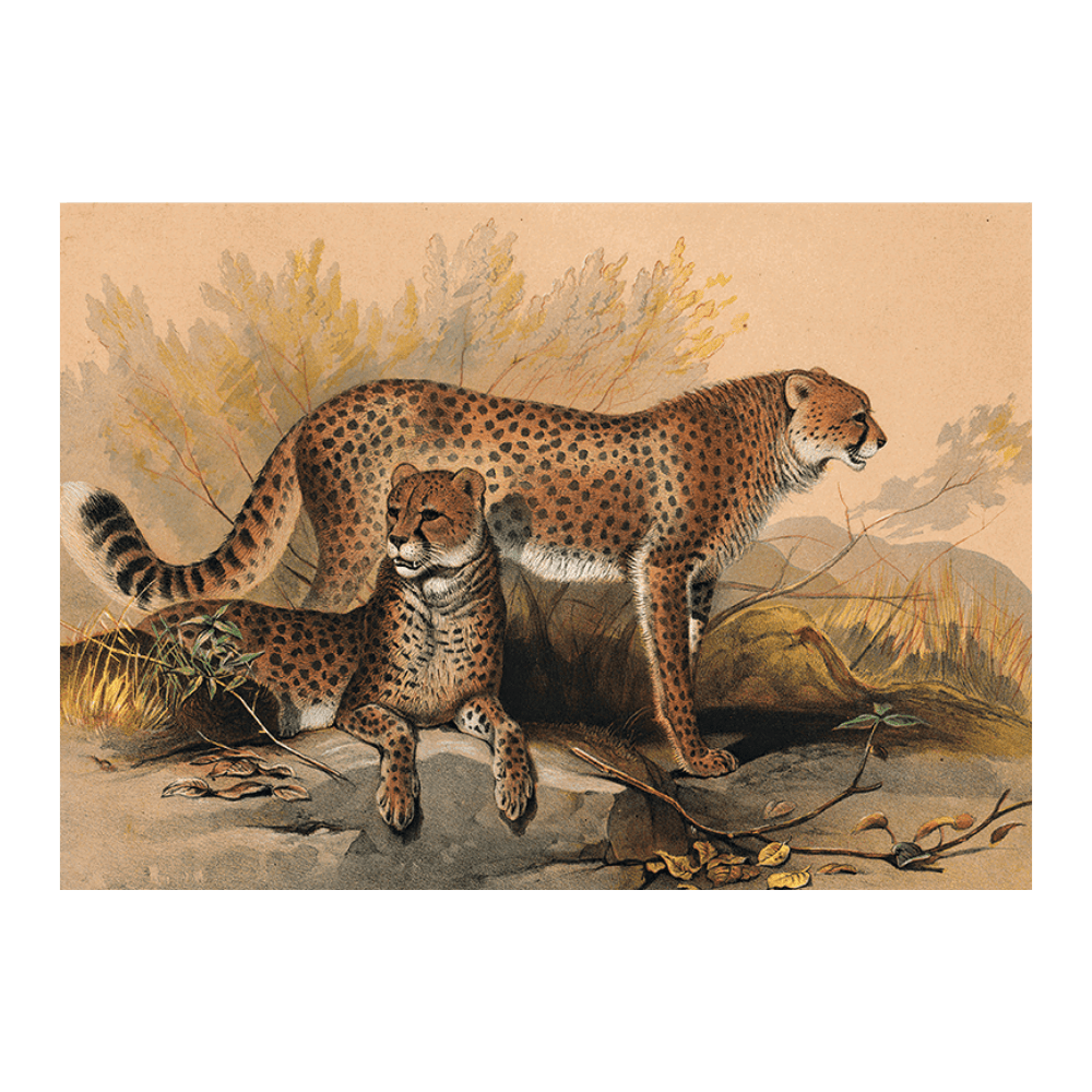 The Cheetah
