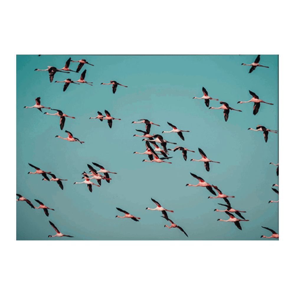 Flamingos in Flight