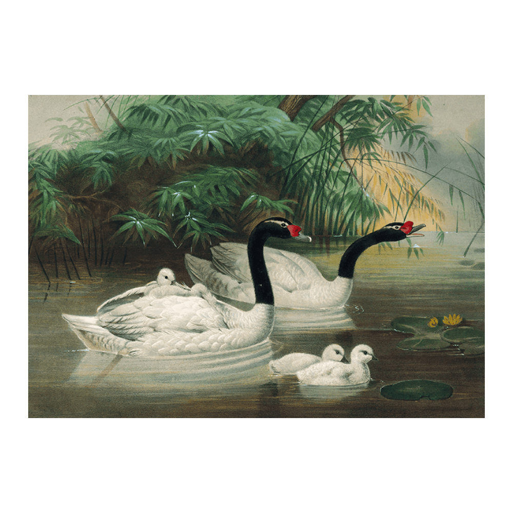 The Black-Necked Swan