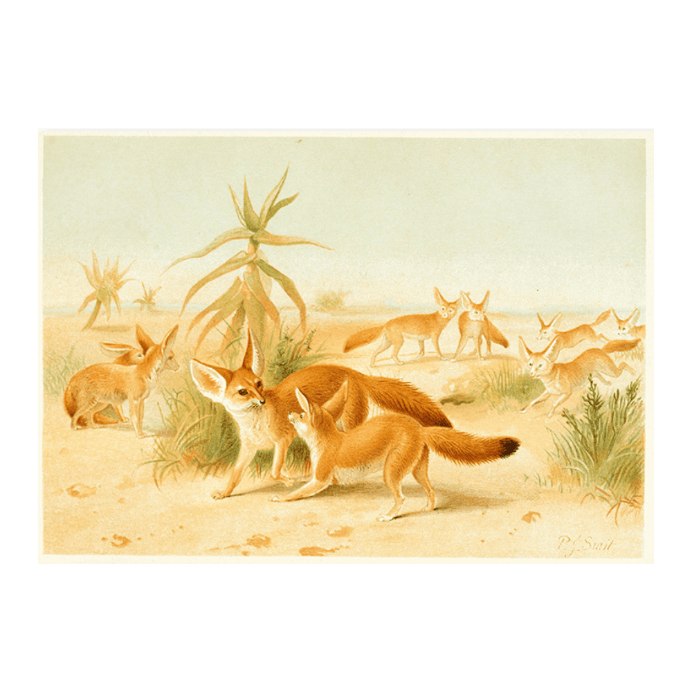 African Fennecs