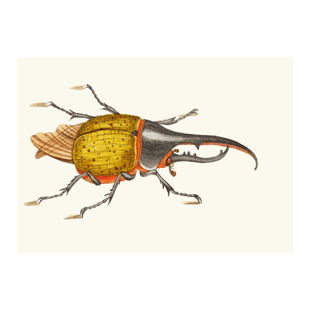 Scarabeus Hercules