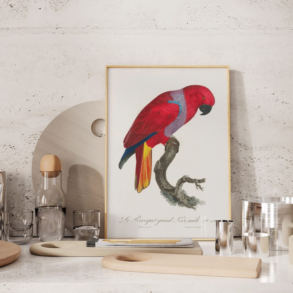 The Eclectus Parrot