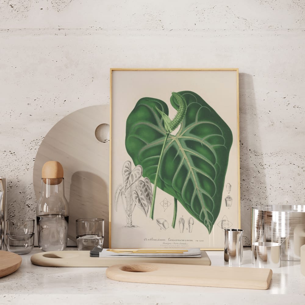 anthurium leuconeurum Anthurium Leuconeurum (1854-1896)