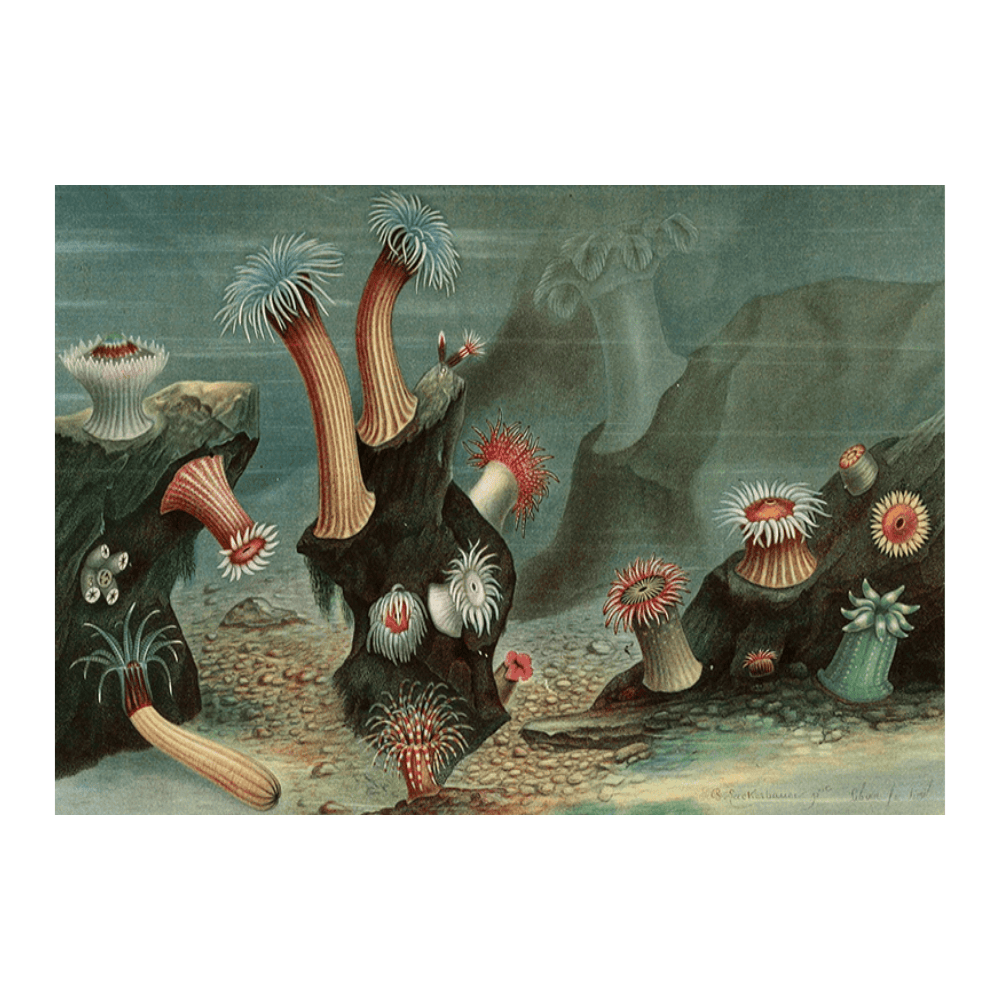 Anémones de Mer