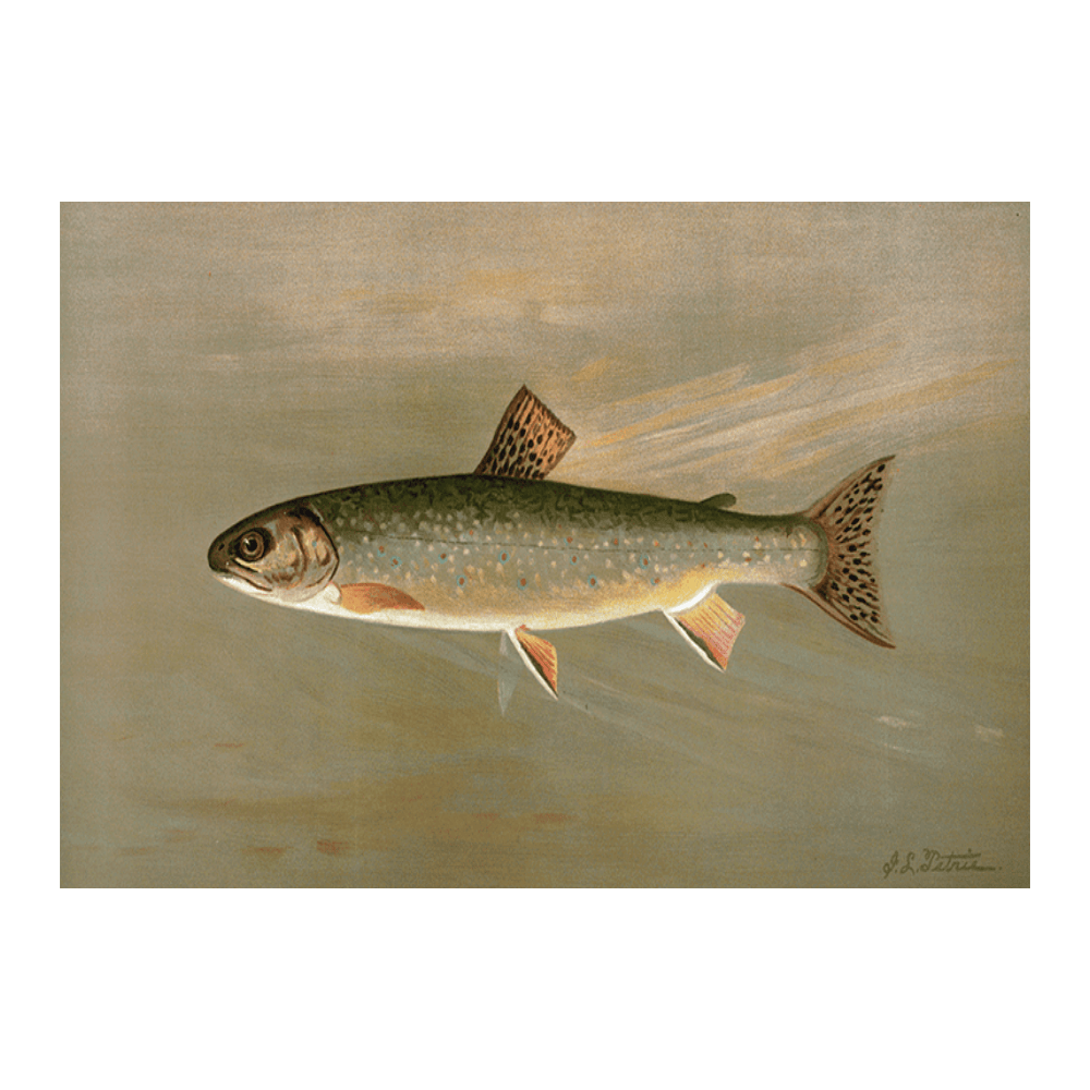 The American Brook Trout
