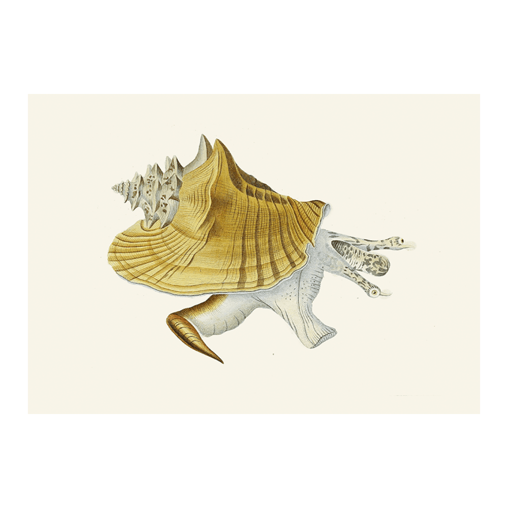 Strombea