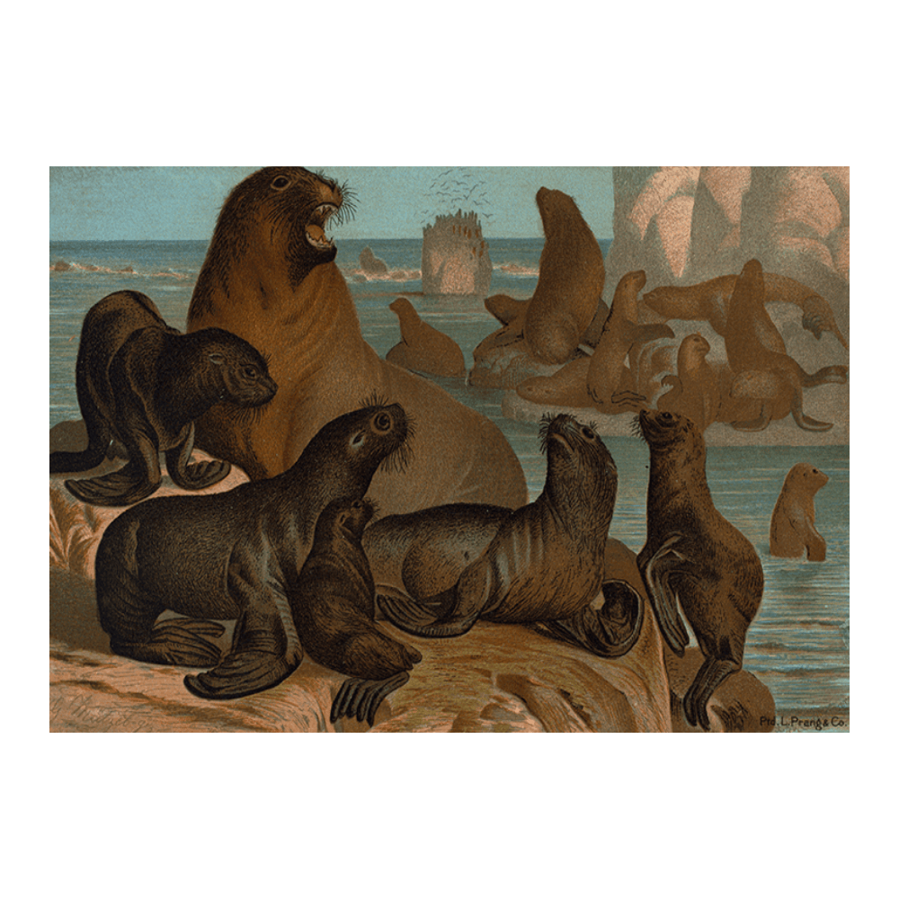 ‍Sea Lion (100% off)