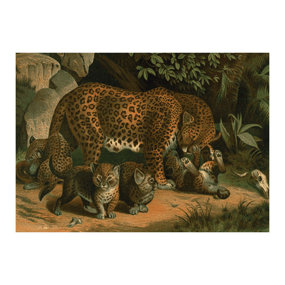 Leopard II