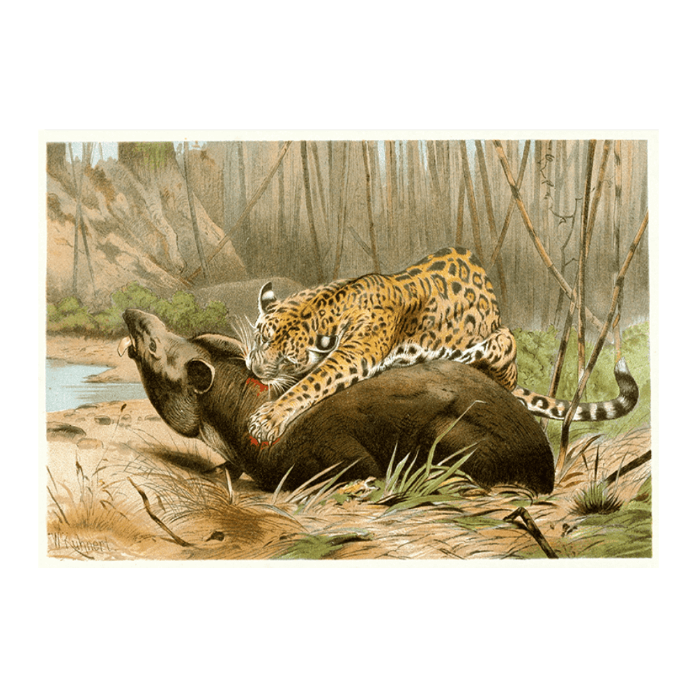 Jaguar Killing Tapir