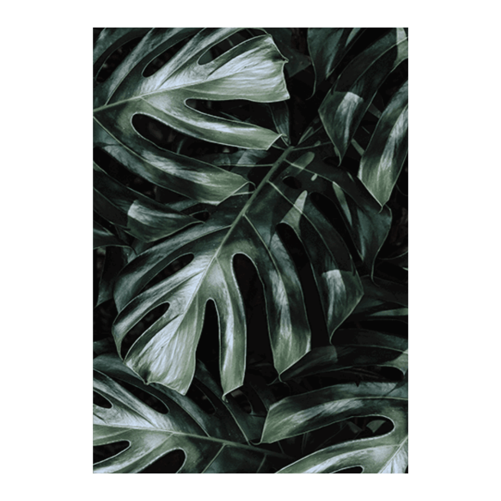 Monstera