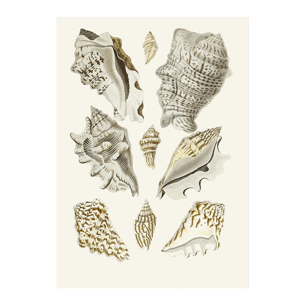 Strombea XXIII