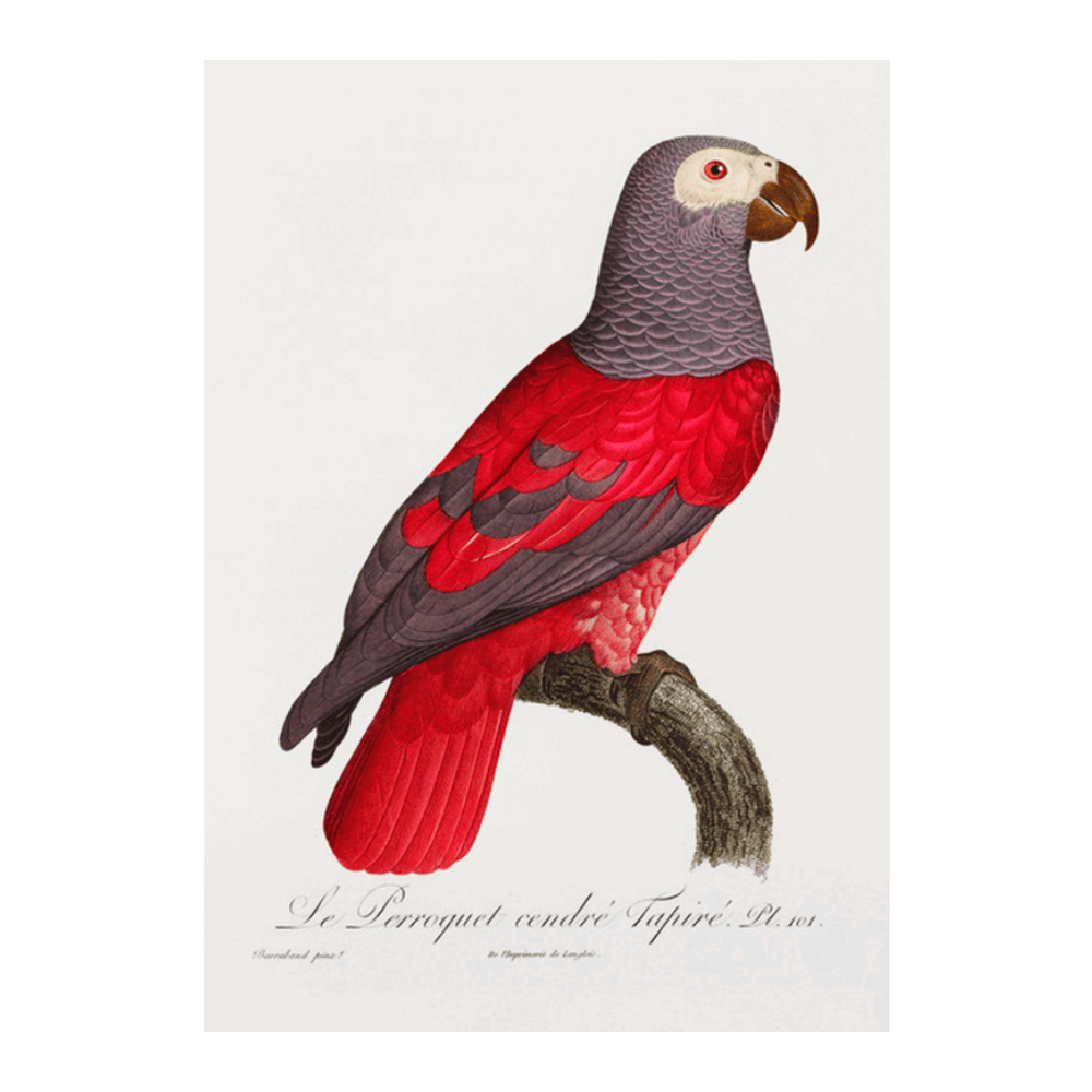 The Grey Parrot