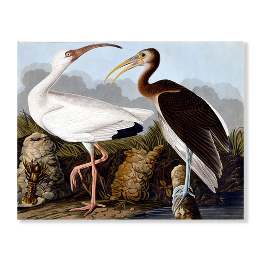 Audubon Egrets
