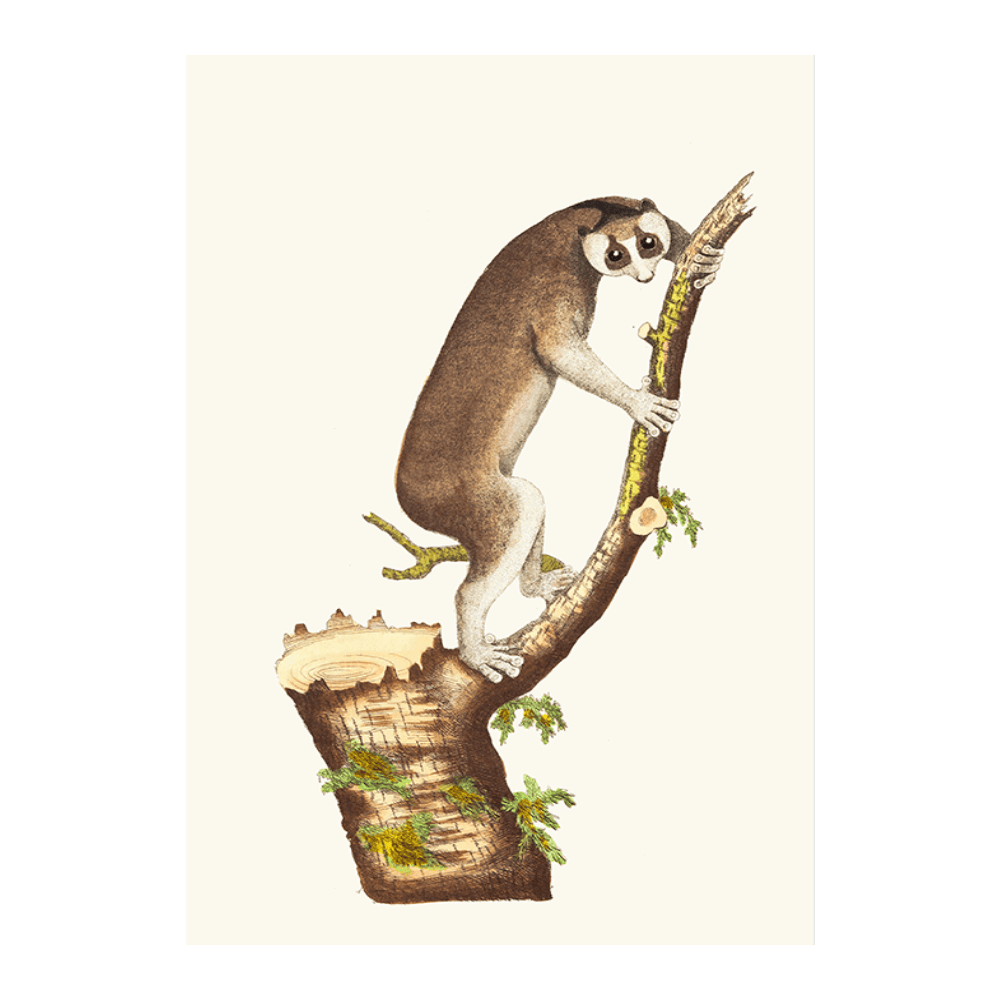 The Slow-Paced Lemur