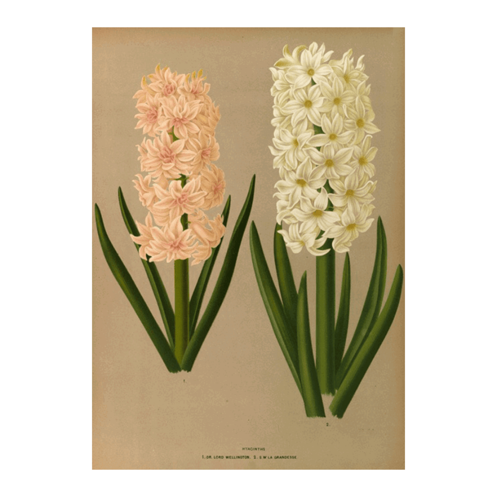 Hyacinths 7 (1872-1881)