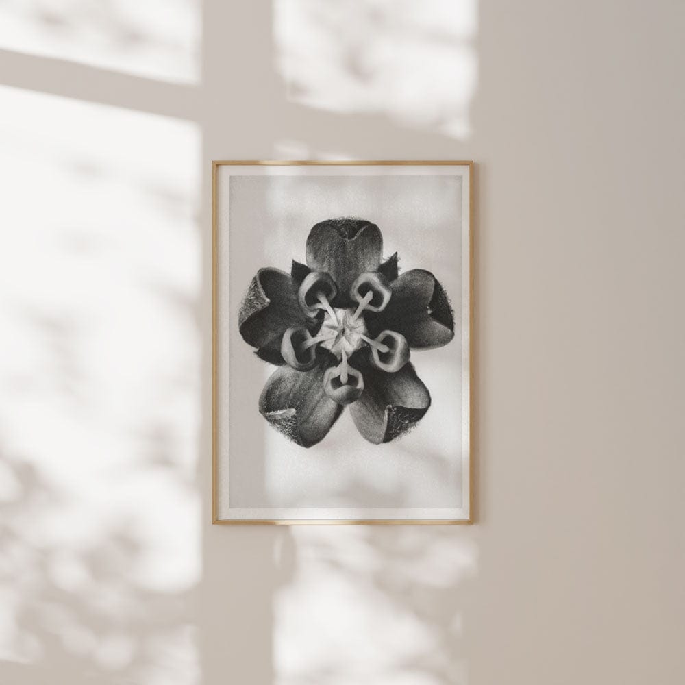 Karl Blossfeldt: "Asclepias Syriaca (Common Milkweed)"