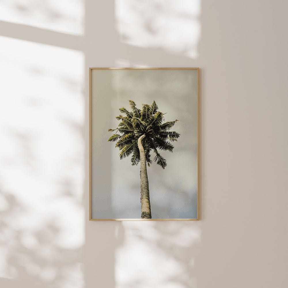 King Palm